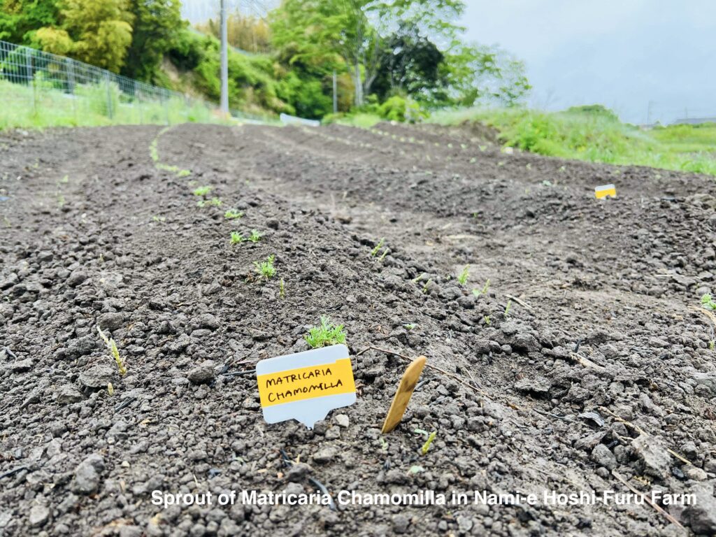 Sprouts of Matricaria Chamomilla in Nami-e Hoshi-Furu Farm